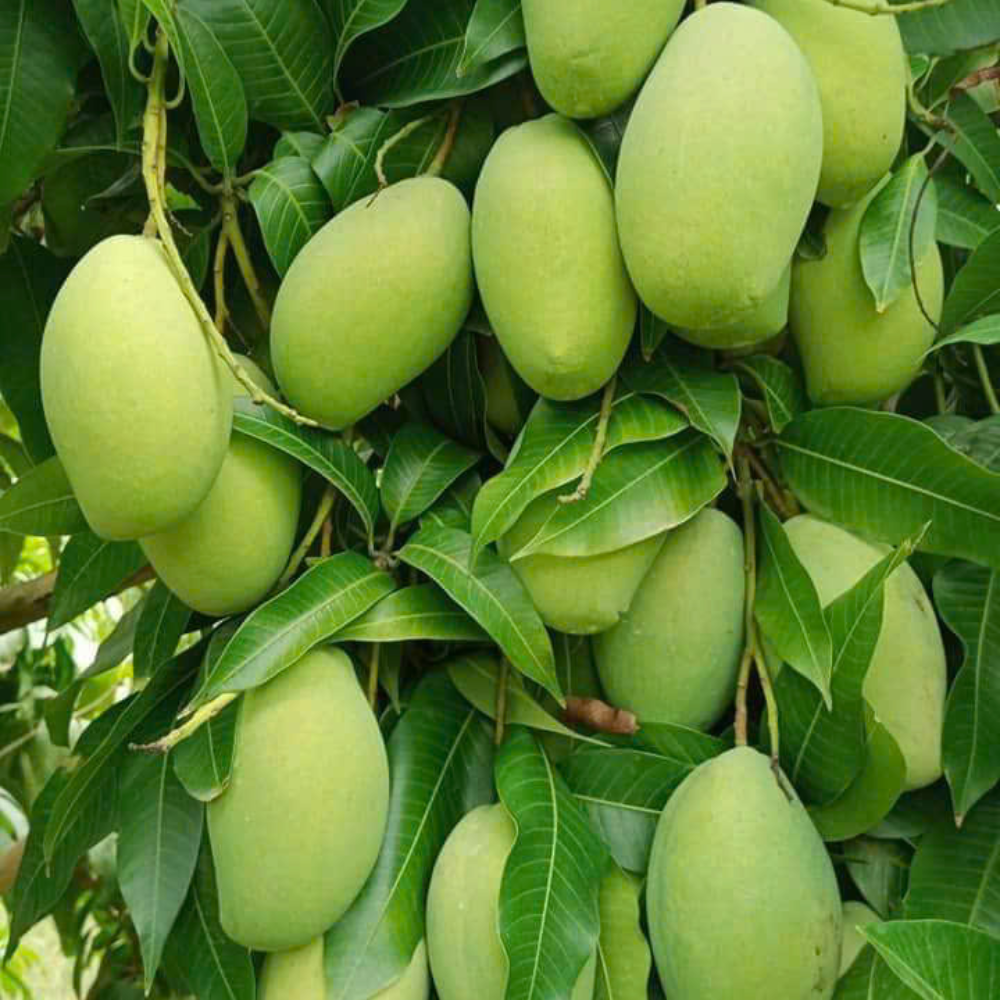 Quả Xoài – Trái Cây Ngon